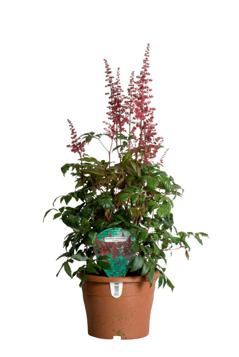 Astilbe 17 cm potte